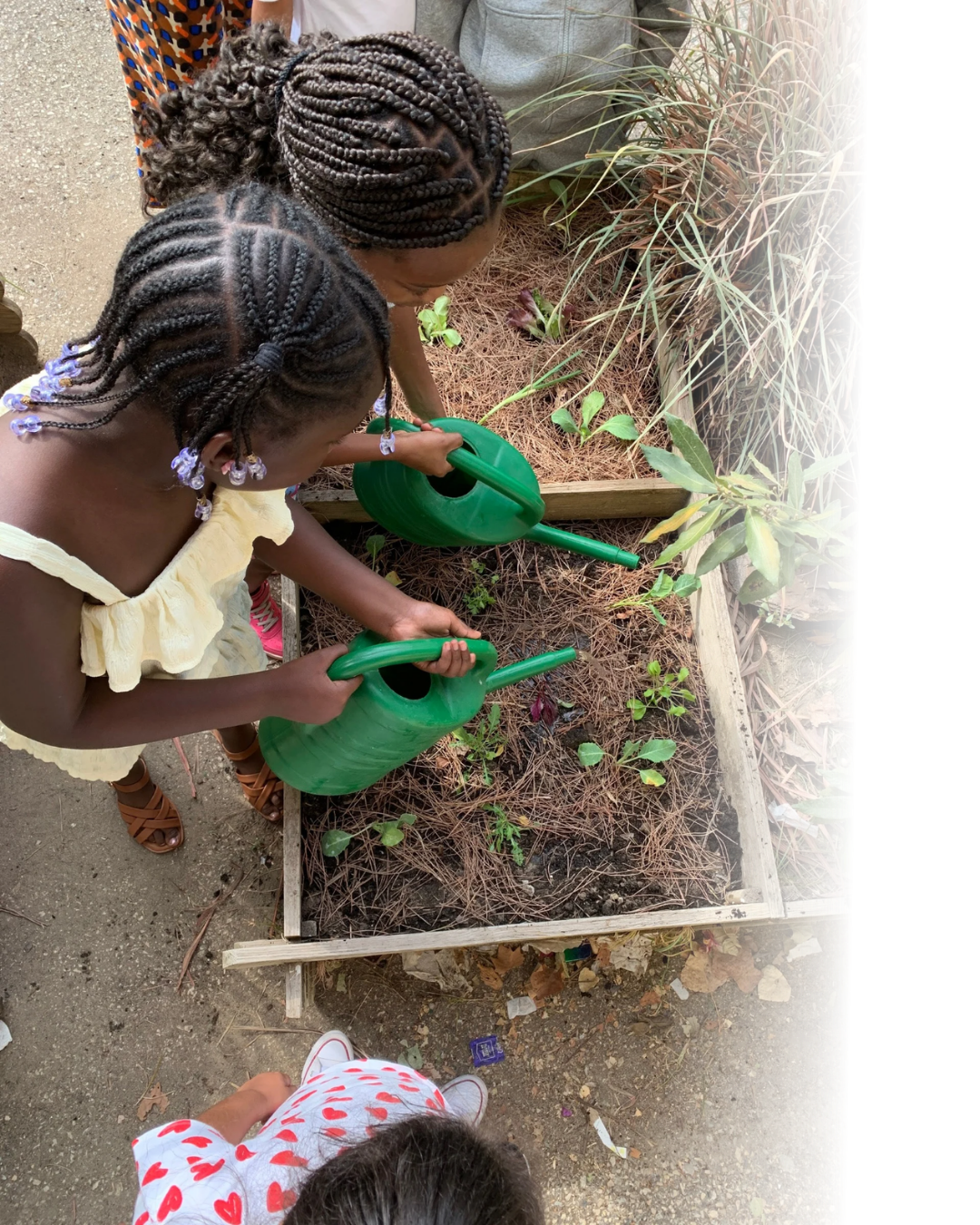 Crianças a regar as plantas da horta escolar